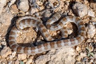 Platyceps rhodorachis, Jabal Samhan