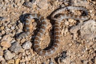 Platyceps rhodorachis, Jabal Samhan