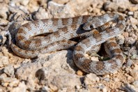 Platyceps rhodorachis, Jabal Samhan