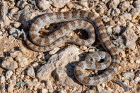 Platyceps rhodorachis, Jabal Samhan