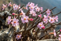 Adenium dhofarense, Jabal Samhan