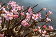 Adenium dhofarense, Jabal Samhan