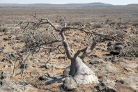 Adenium dhofarense, Jabal Samhan