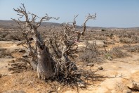 Adenium dhofarense, Jabal Samhan