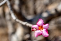 Adenium dhofarense, Jabal Samhan