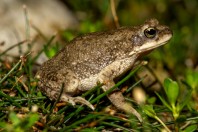 Duttaphrynus dhofarensis, Ayn Ishat