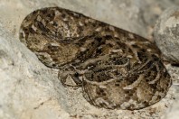 Bitis arietans, Ayn Ishat