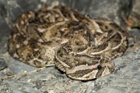 Bitis arietans, Ayn Ishat