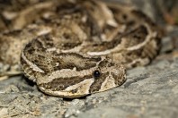 Bitis arietans, Ayn Ishat