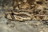 Bitis arietans, Ayn Ishat
