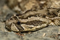 Bitis arietans, Ayn Ishat