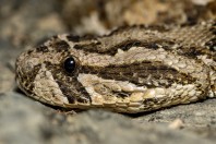 Bitis arietans, Ayn Ishat