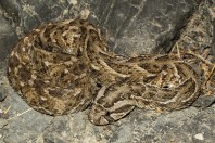 Bitis arietans, Ayn Ishat