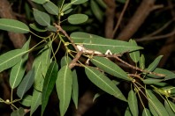 Calotes versicolor, Ayn Ishat