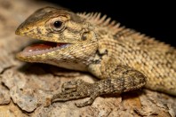 Calotes versicolor, Ayn Ishat