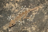 Ptyodactylus dhofarensis, Ayn Ishat