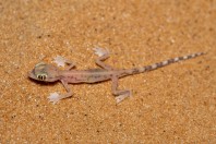 Trigonodactylus arabicus, Hailat