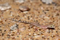 Trigonodactylus arabicus, Hailat