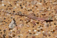 Trigonodactylus arabicus, Hailat