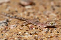 Trigonodactylus arabicus, Hailat