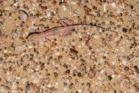 Trigonodactylus arabicus, Hailat