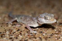 Stenodactylus leptocosymbotes, Hailat