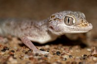 Stenodactylus leptocosymbotes, Hailat