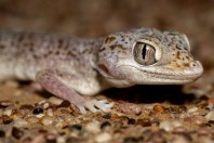 Stenodactylus leptocosymbotes, Hailat