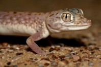 Stenodactylus leptocosymbotes, Hailat