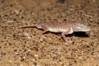 Stenodactylus leptocosymbotes, Hailat