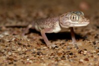 Stenodactylus leptocosymbotes, Hailat