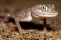 Stenodactylus leptocosymbotes, Hailat