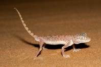 Stenodactylus leptocosymbotes, Hailat