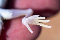 Stenodactylus leptocosymbotes, Hailat