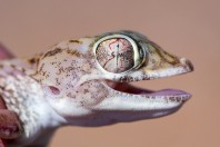 Stenodactylus leptocosymbotes, Hailat