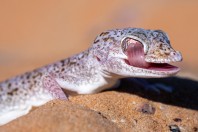 Stenodactylus leptocosymbotes, Hailat