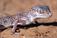 Stenodactylus leptocosymbotes, Hailat