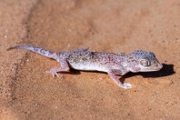 Stenodactylus leptocosymbotes, Hailat