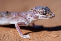 Stenodactylus leptocosymbotes, Hailat