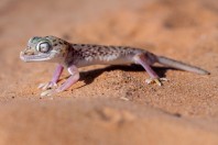 Stenodactylus leptocosymbotes, Hailat