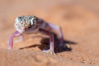 Stenodactylus leptocosymbotes, Hailat