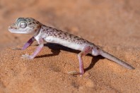 Stenodactylus leptocosymbotes, Hailat