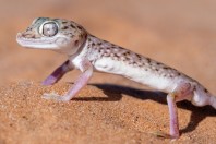 Stenodactylus leptocosymbotes, Hailat