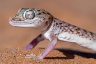 Stenodactylus leptocosymbotes, Hailat