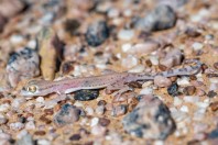 Trigonodactylus arabicus, Hailat