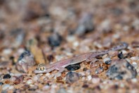 Trigonodactylus arabicus, Hailat