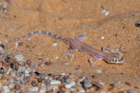 Trigonodactylus arabicus, Hailat