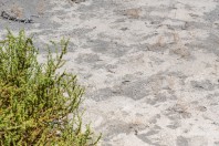 Acanthodactylus blanfordii, Manah