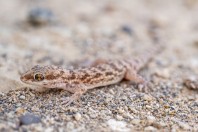 Bunopus tuberculatus, Manah