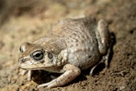 Sclerophys arabica, Manah